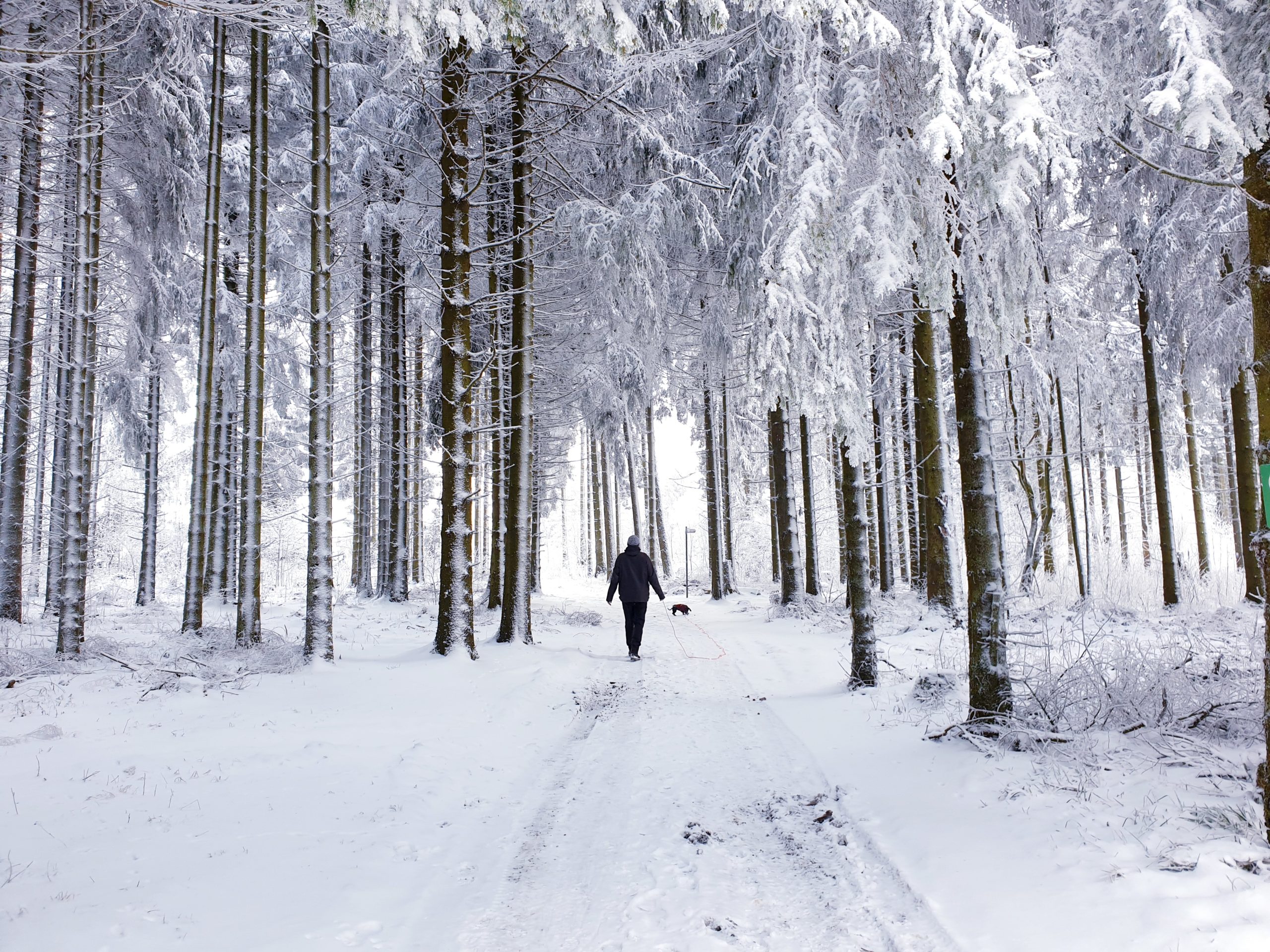 Fichtenwald beim Winterwandern in der Rhön